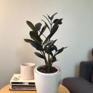 ZZ Plant Black